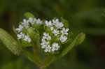 Lewiston cornsalad